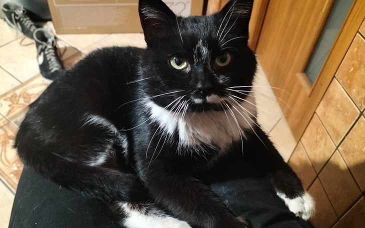 Zbiórka Leczenie postrzelonego Wąsacza - zdjęcie główne