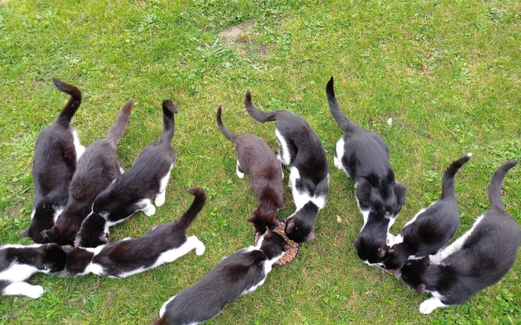 Zbiórka Na karmę leki i kastracje - zdjęcie główne