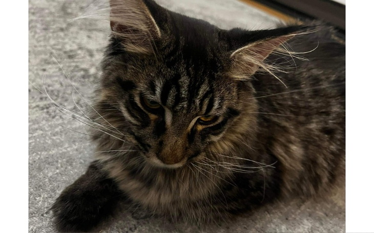 Zbiórka Edzio walczy o życie pomóżcie - zdjęcie główne