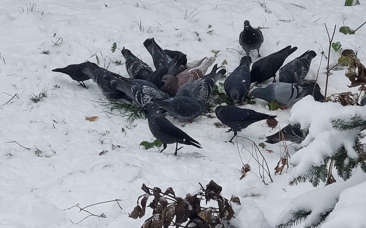 Stado gołębi na śniegu, jedzących trawę.