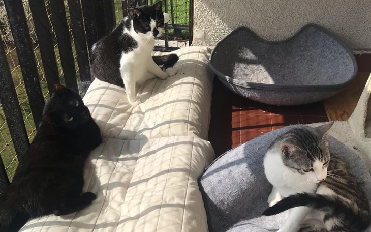 Trzy koty odpoczywają na poduszkach na balkonie.