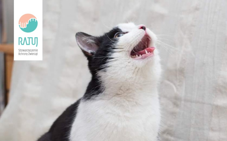 Zbiórka RATUJ głodne kotki LUTY - zdjęcie główne