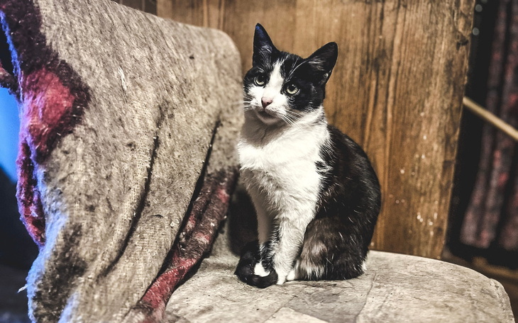 Czarny i biały kot siedzący na drewnianym krześle, wygląda na zrelaksowanego.