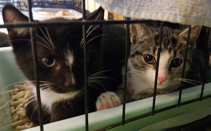 Zbiórka Powązkowskie kociaki - zdjęcie główne