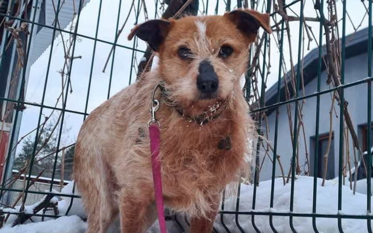 Pies na smyczy, stojący na tle ogrodzenia w zimowej scenerii.