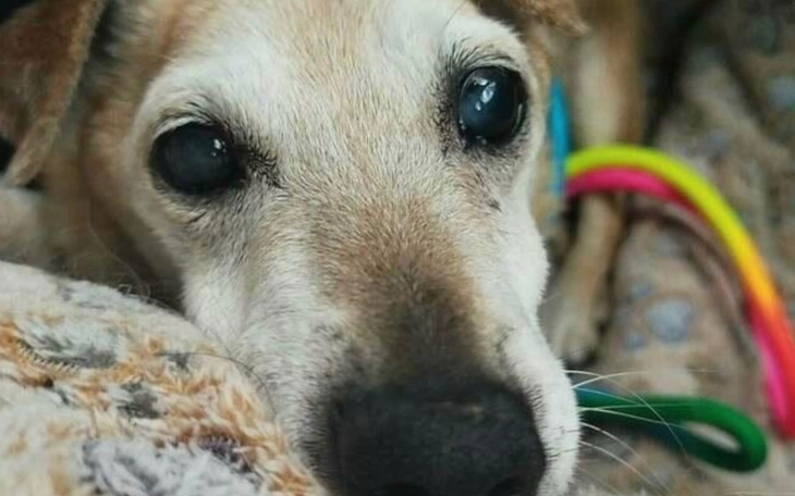 Zbliżenie na psa leżącego na kanapie.