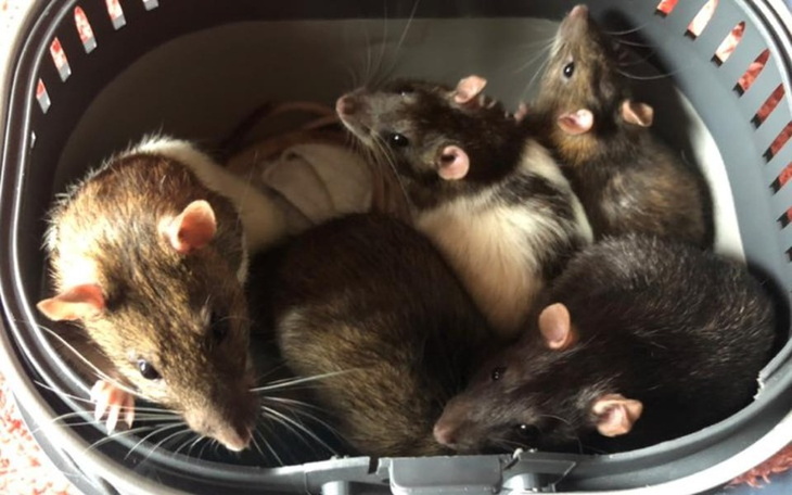 Zbiórka Styczeń w DT Ogoniaste - zdjęcie główne