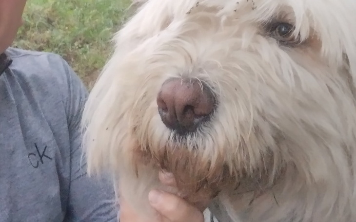 Pies z długą sierścią, z brudnym nosem.
