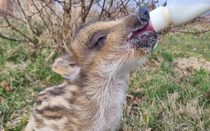 Sarna pijąca mleko z butelki, z bliska.