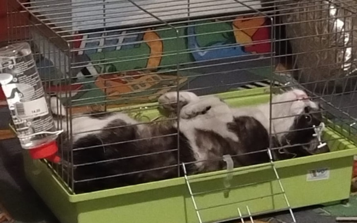 Zbiórka Operacja kotki Mini - zdjęcie główne