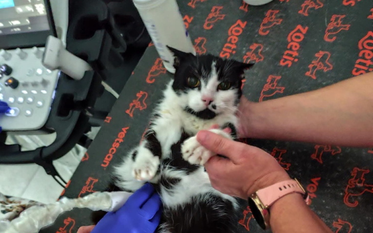 Kot na stole weterynaryjnym, otrzymujący opiekę.