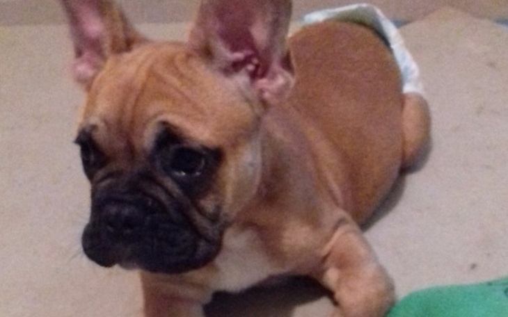 Zbiórka Pomoc Foksowi - zdjęcie główne