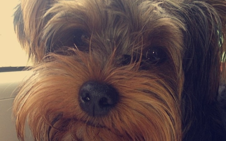 Zbiórka Pomagajmy zwierzętom2 - zdjęcie główne