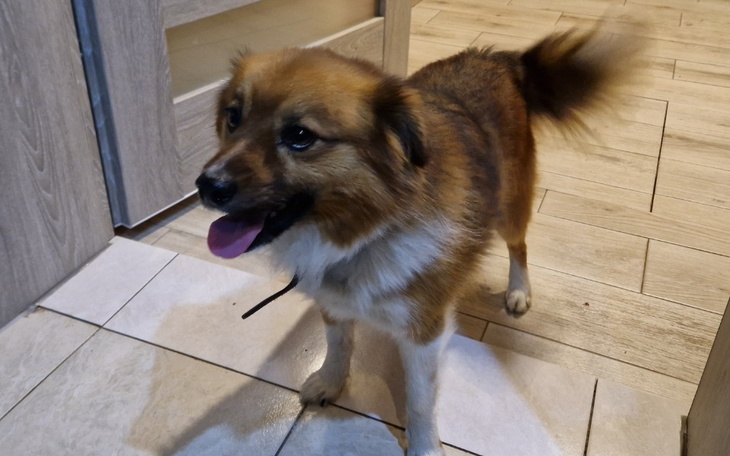 Pies w pomieszczeniu, z uśmiechem na twarzy.