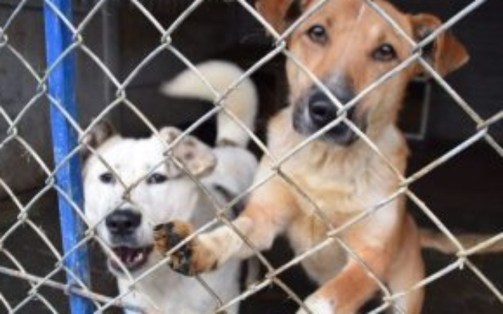 Zbiórka Pełna miska dla schroniska. - zdjęcie główne