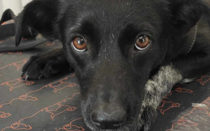 Zbiórka Pomoc bezdomnej suni - zdjęcie główne