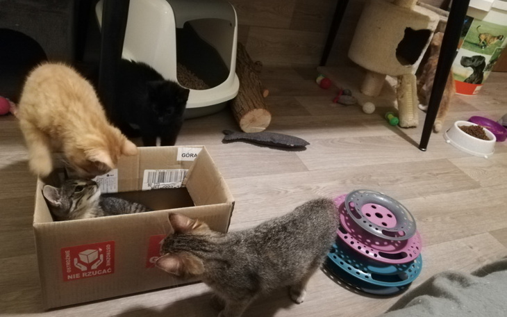 Zbiórka 2 dni ogrzewania kociarni e10 - zdjęcie główne