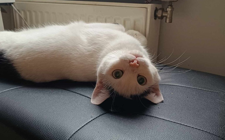 Zbiórka Walka Dropsika - zdjęcie główne