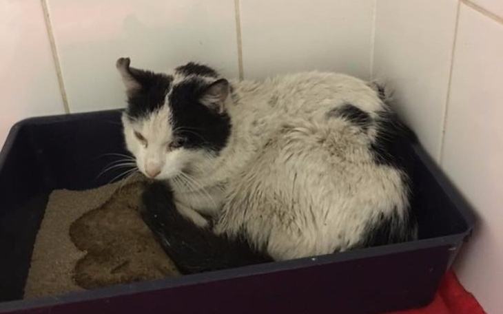 Zbiórka Pilna transfuzja krwi dla Artka! - zdjęcie główne