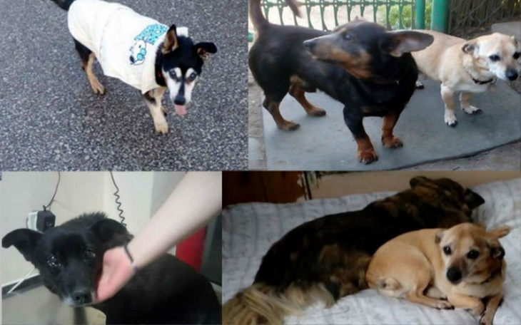 Zbiórka Dla staruszków Marzenki - zdjęcie główne