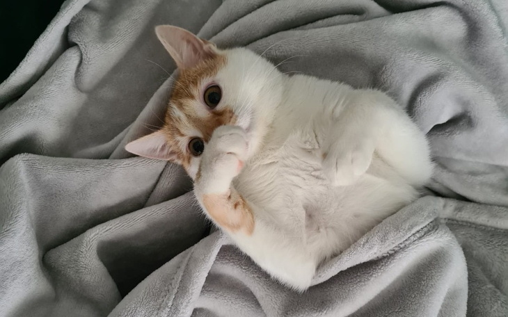 Zbiórka Uratować szczęśliwe życie Spycia - zdjęcie główne