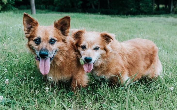 Zbiórka Jacek i Agatka w potrzebie.. - zdjęcie główne