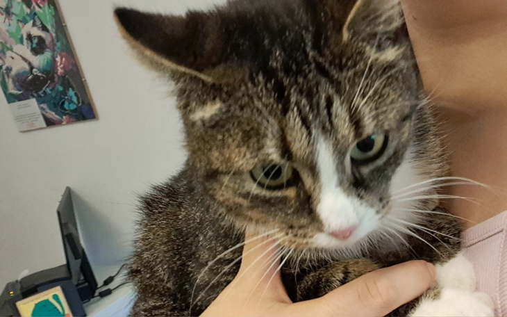 Zbiórka Pomóż Eklerce wrócić do zdrowia - zdjęcie główne