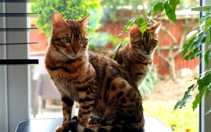 Zbiórka Walka Leosia z wadą Serca - zdjęcie główne