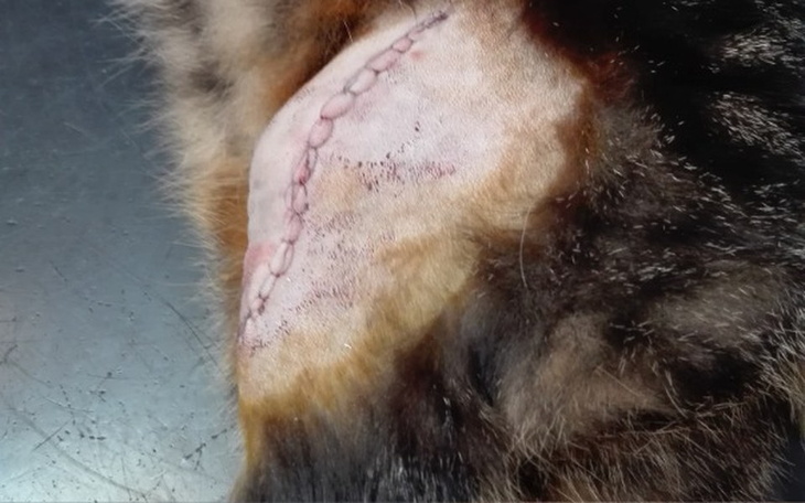 Zbiórka Łapką na tamtym świecie... - zdjęcie główne