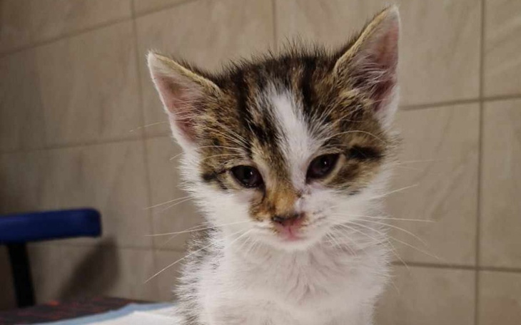 Zbiórka Parys - zdjęcie główne