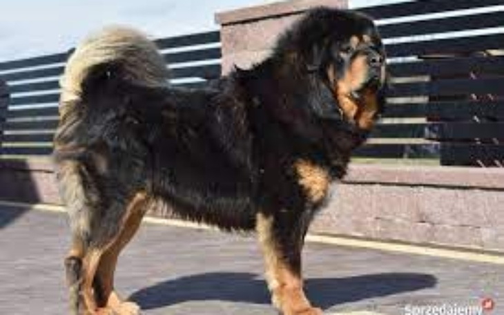 Zbiórka na wymarzonego Mastif tybetański - zdjęcie główne