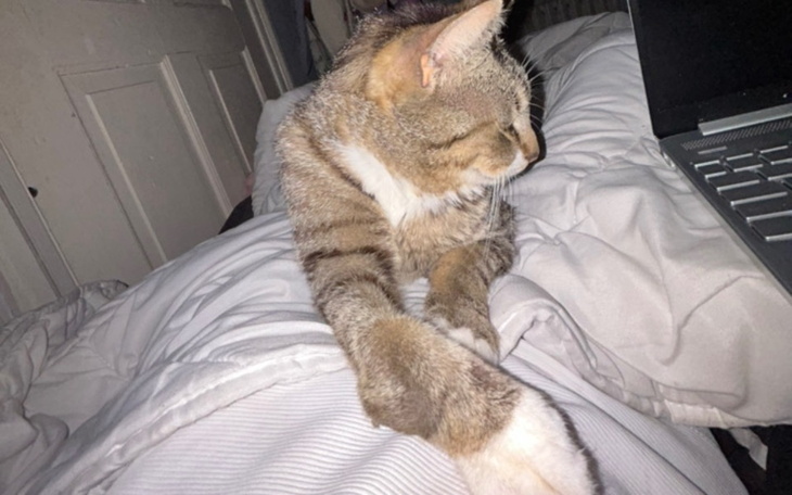 Zbiórka Operacja Kotka Mruczka - zdjęcie główne