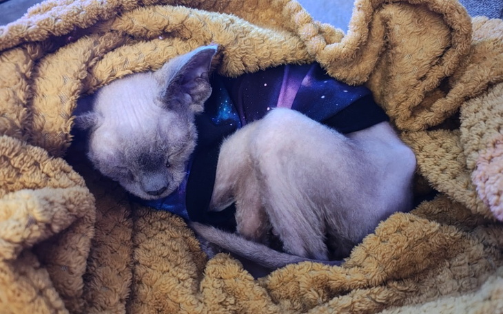 Kot owinięty w koc, śpi w kolorowym ubranku.