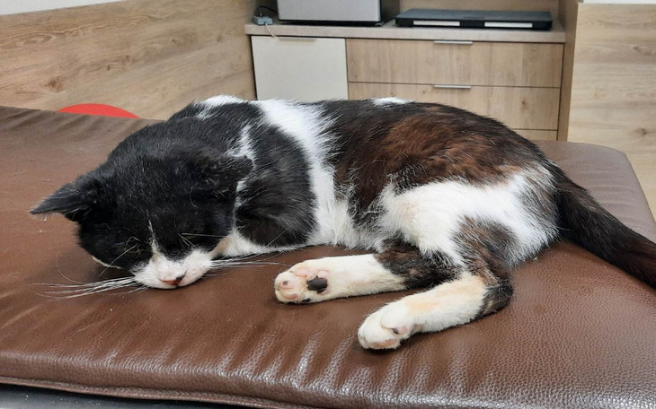 Zbiórka Łepkowe usunięcie zębów - zdjęcie główne