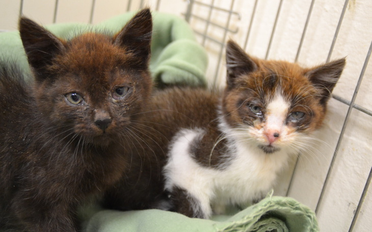 Zbiórka Szpileczka i Bucik - zdjęcie główne