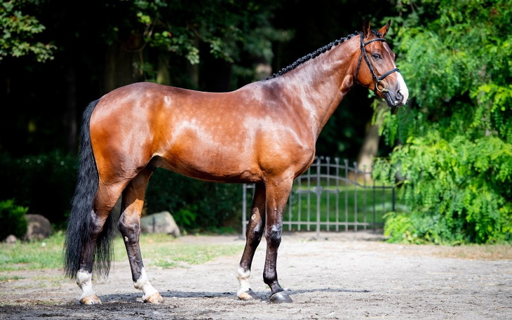 Zbiórka Zbieram na pierwszego konia - zdjęcie główne