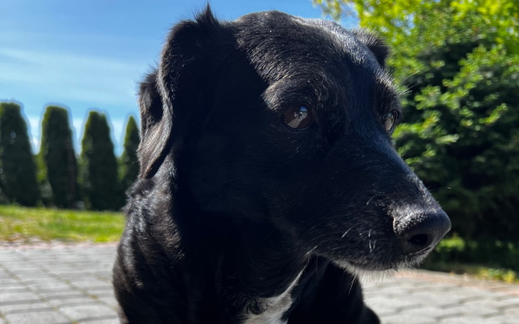 Zbiórka Wiki- piesek z dużym guzem - zdjęcie główne