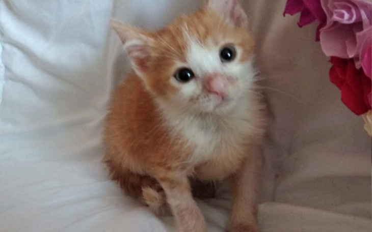 Zbiórka Odgonić pecha - zdjęcie główne