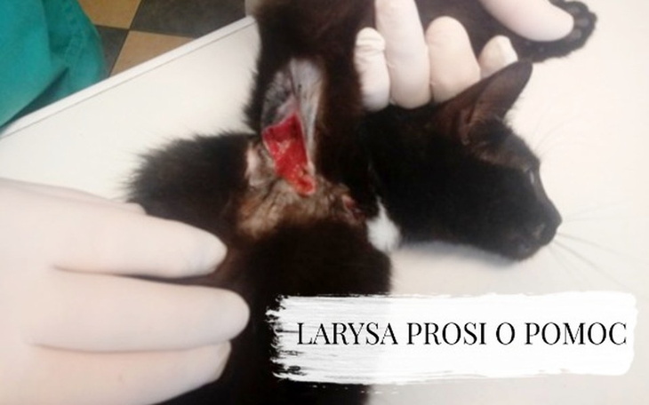 Zbiórka Poraniona Larysa prosi o pomoc. - zdjęcie główne