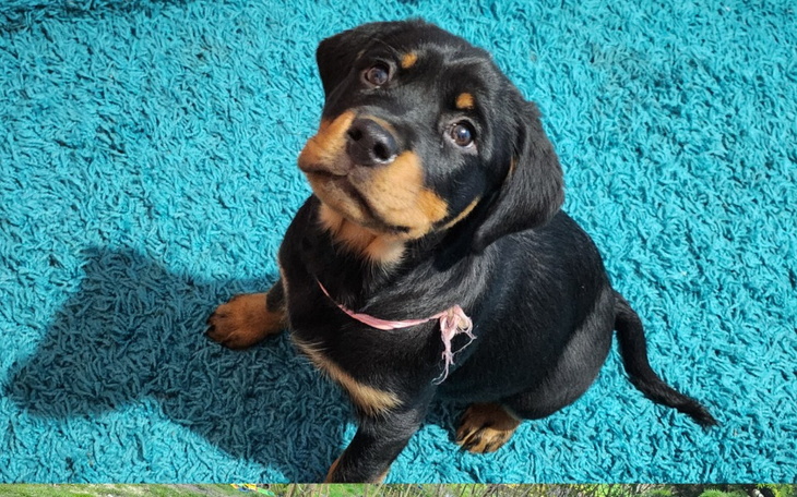 Zbiórka Bardzo poproszę o pomoc. - zdjęcie główne