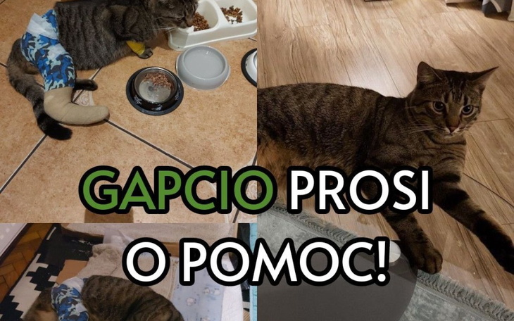 Zbiórka Na pomoc Gapciowi - zdjęcie główne