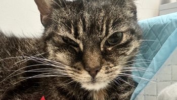 Zbiórka Oddana z adopcji walczy o życie - miniaturka zdjęcia