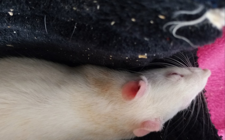 Zbiórka Na szczurki c - zdjęcie główne