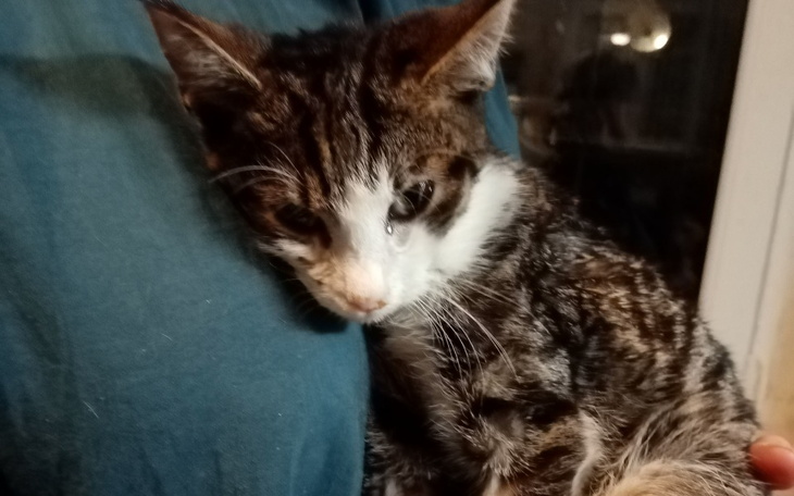 Kotek przytulony do osoby, z wyrazem spokoju na twarzy.