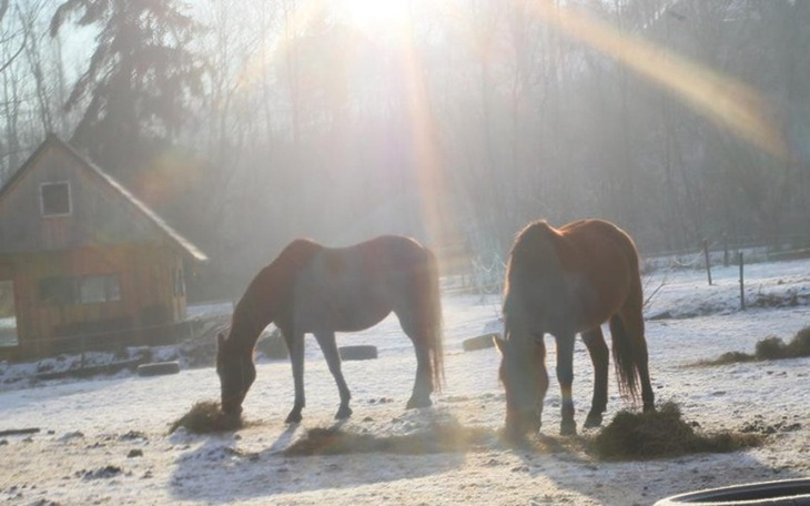 Zbiórka Pasza dla koni - zdjęcie główne