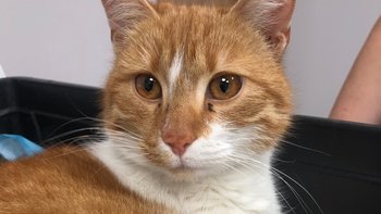 Zbiórka Bello - miniaturka zdjęcia