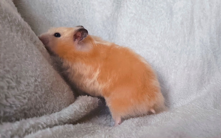 Zbiórka Kastracja Arniki - zdjęcie główne