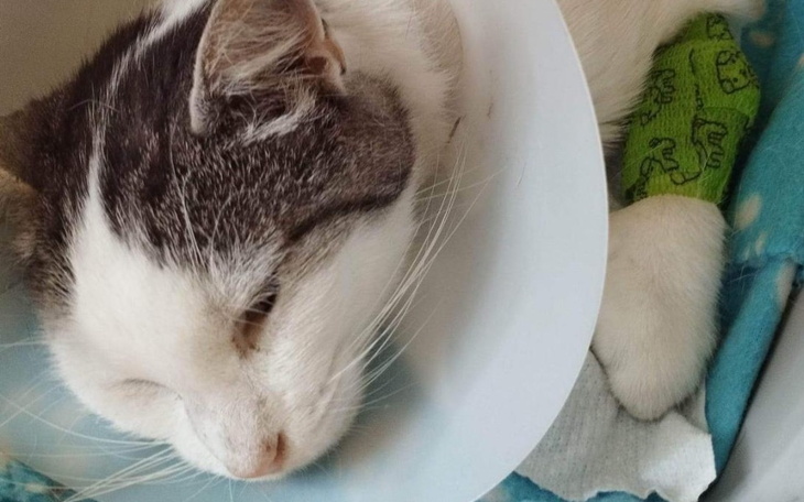 Zbiórka Dla chorej kotki Alicji - zdjęcie główne