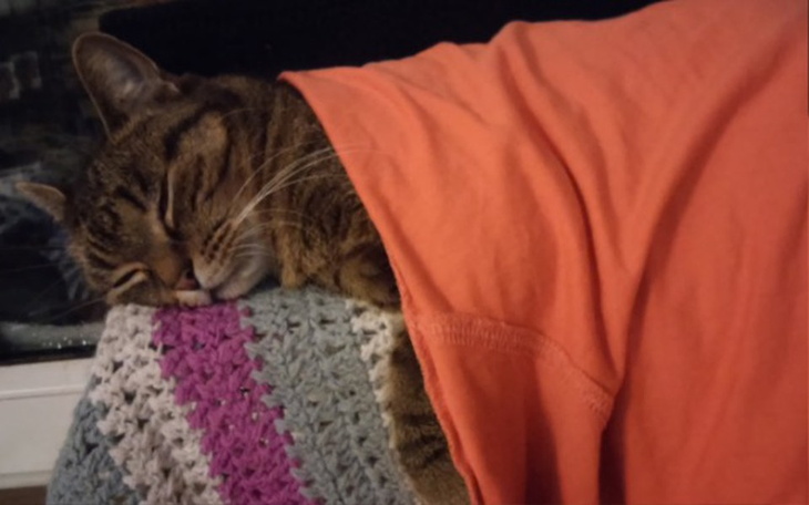 Zbiórka Nyksia walczy z rakiem i anemią - zdjęcie główne