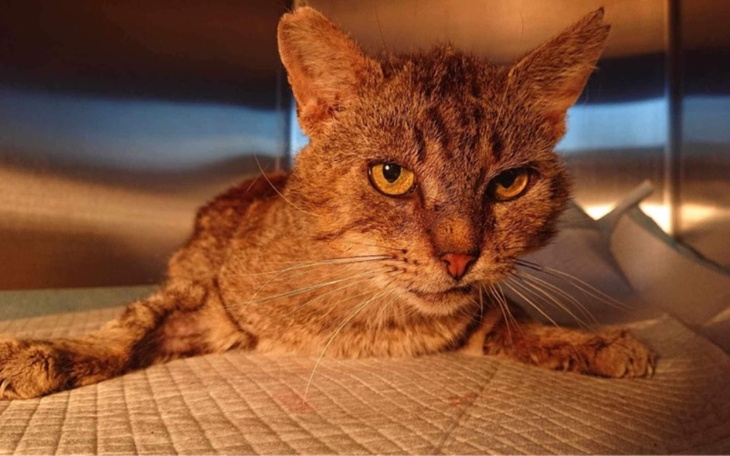 Zbiórka Bogusia starość - zdjęcie główne